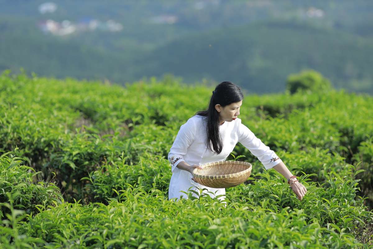 trải ngiệm hái trà tại Vân Thôn Retreat bảo lộc